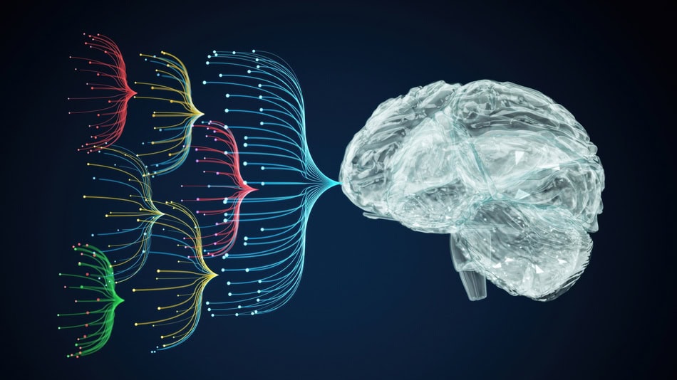 Las funciones del sistema sensorial son de vital importancia para el ser humano